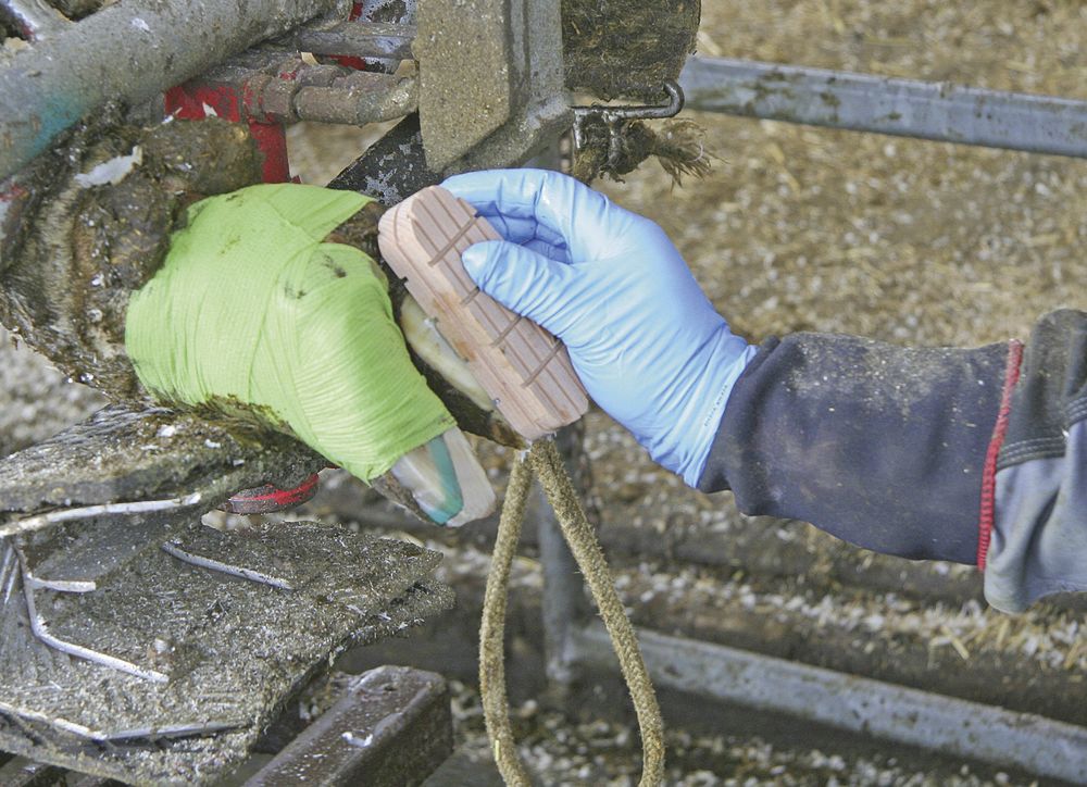 Guốc móng bò Technovit-2 bond